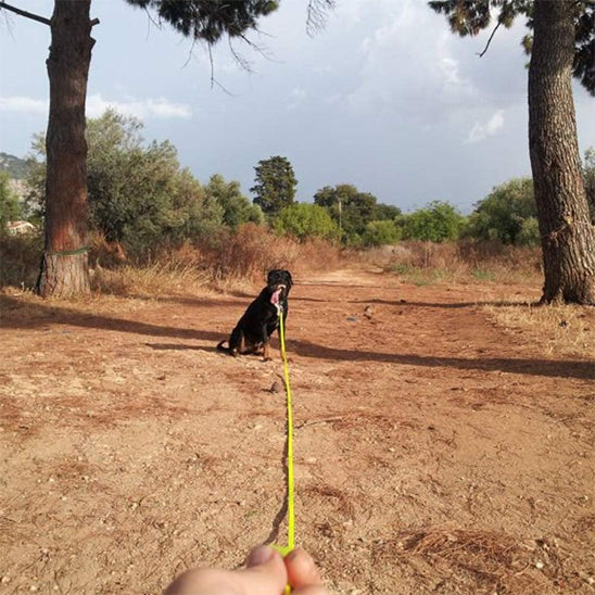 chien noir en attente son maitre au bout de la laisse pour chien couleur gingembre