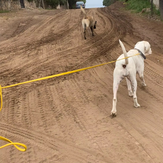 chein fugueur attacher avec sa lasse pour chien longue