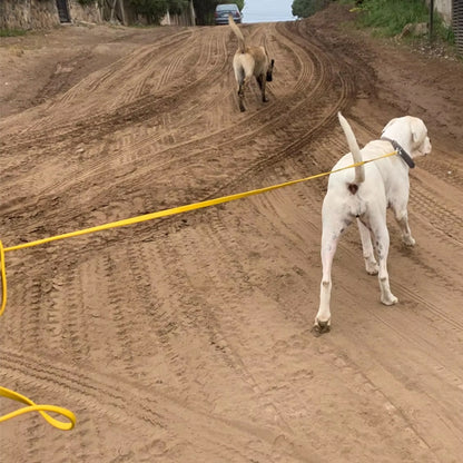 chein fugueur attacher avec sa lasse pour chien longue