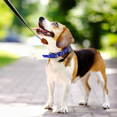 chien-en-balade-avec-son-collier-chien-bleu