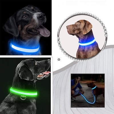 collier-chien-bleu-luminight