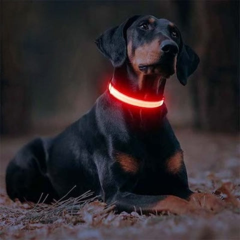 collier-chien-couleur-rouge