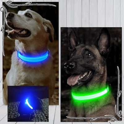 Collier chien | Luminight™