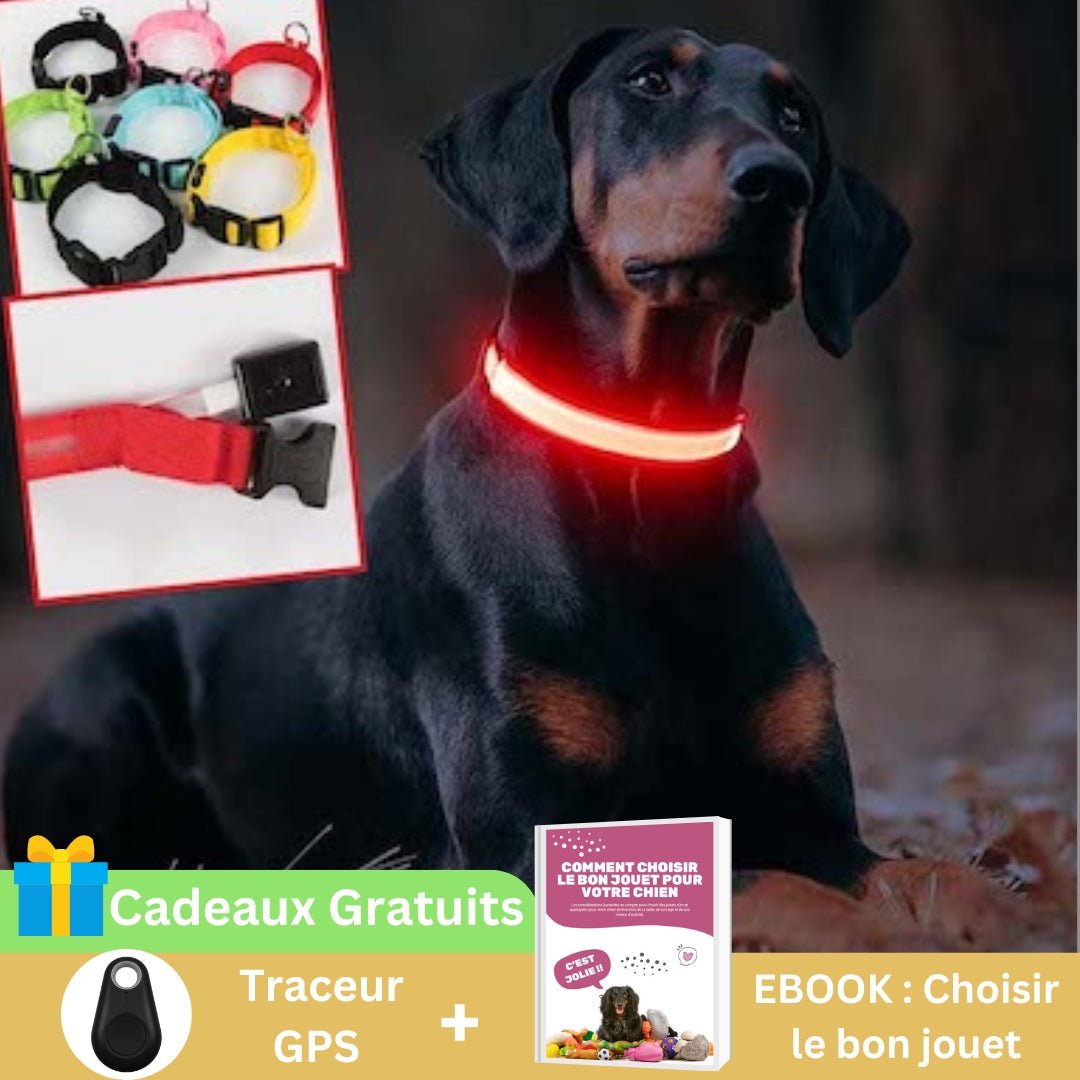 Collier chien | Luminight™ - Pitou a Tout