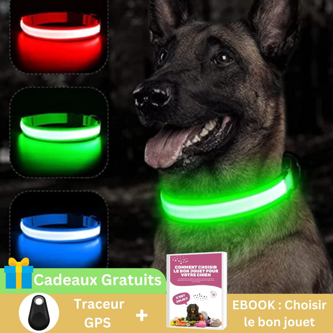 Collier chien | Luminight™ - Pitou a Tout