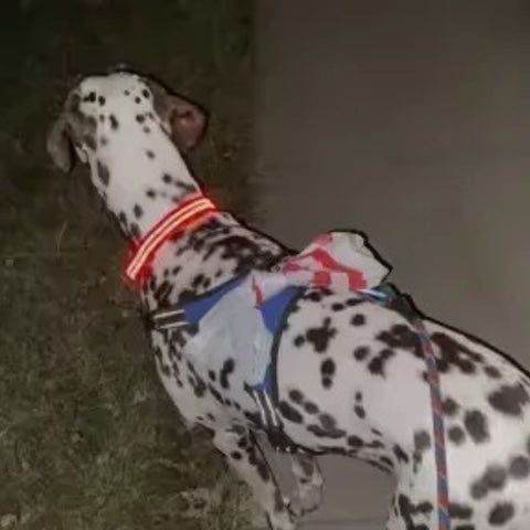 collier-chien-luminight-rouge