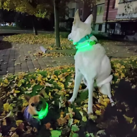 collier-chien-luminight-vert