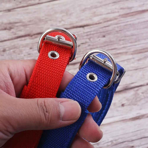 collier chien couleur rouge ou bleu
