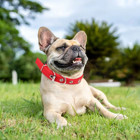 petit-chien-coucher-avec-collier-chien-rouge