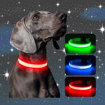 Collier chien | Luminight™