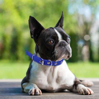 collier-chien-securitaire-pour-petit-chien-bleu