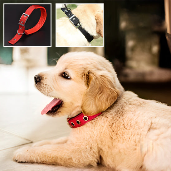 collier-chien-securitaire