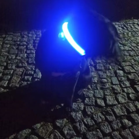 collier-chien-ultra-brillant