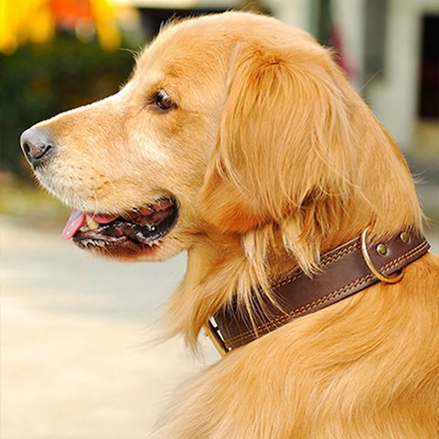 collier de dressage chien agreable et leger