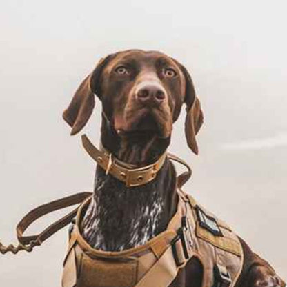 controle-plaisir-avec-ce-collier-de-dressage-chien