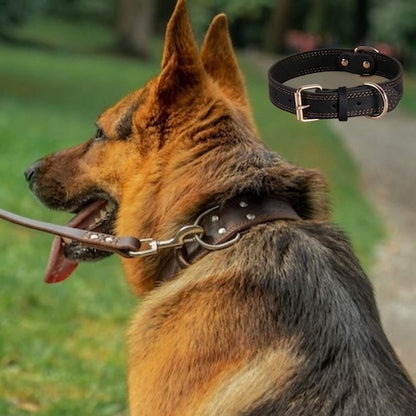 collier de dressage chien couleur noir