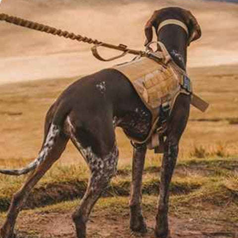 plasir-des-balade-en-montagne-avec-notre-collier-de-dressage-chien