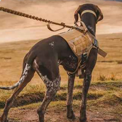 plasir-des-balade-en-montagne-avec-notre-collier-de-dressage-chien