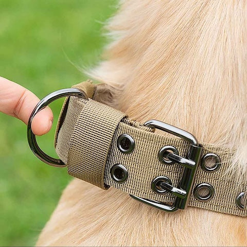 collier de dressage pour chien anneau en d resistante