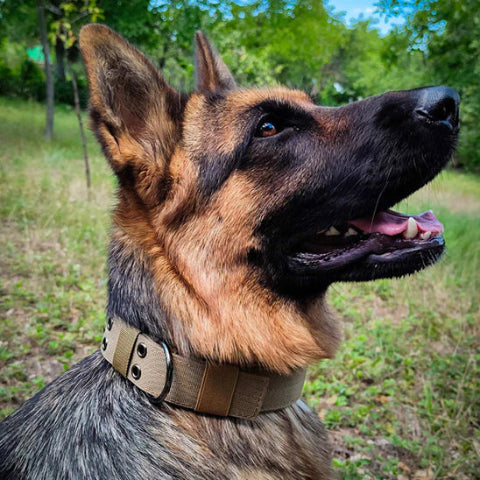 berger allemand en attente avec son collier de dressage pour chien