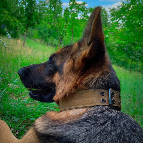 berger allemand au repos dans le parc grace a son collier de dressage pour chien