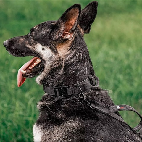 berger allemand en dressage avec son collier de dressage pour chien