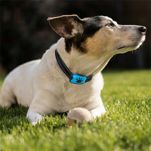 collier de dressage pour chien maitrise les aboiements excessifs