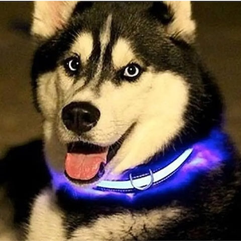 collier lumineux chien bleu