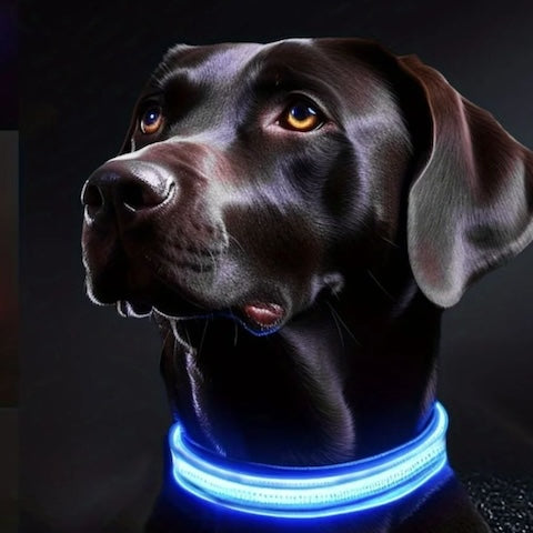 collier lumineux chien couelur bleu