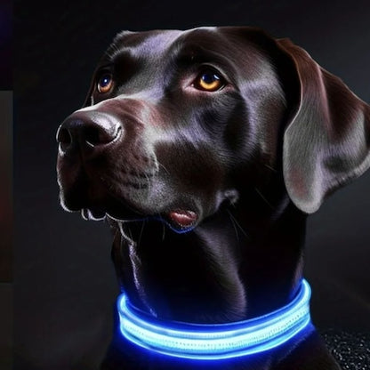 collier lumineux chien couelur bleu