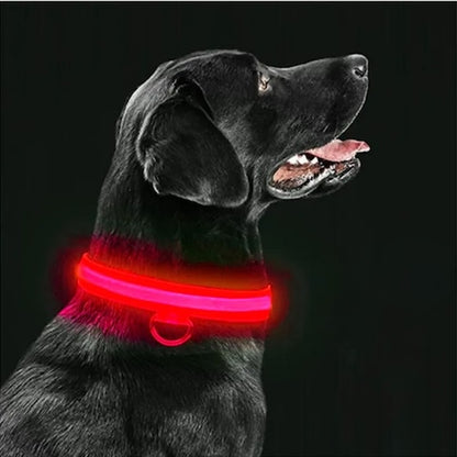 collier lumineux chien couleur rouge