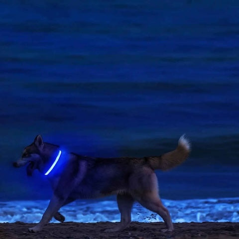 collier lumineux chien en balade nocturne