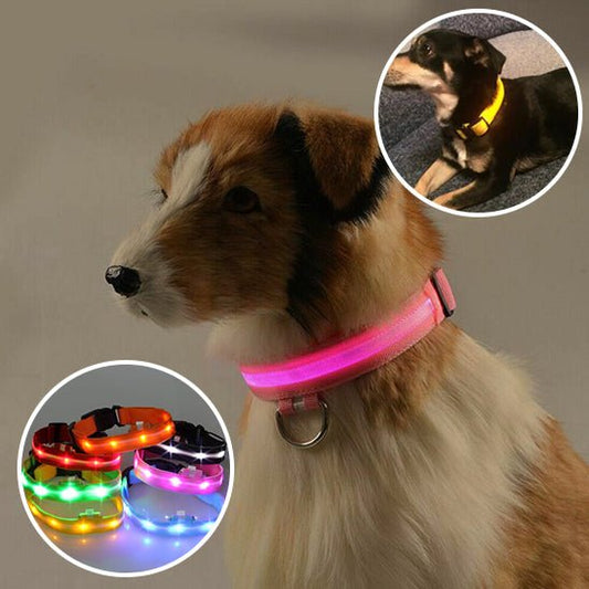 Collier Lumineux Chien LED - Pitou a Tout