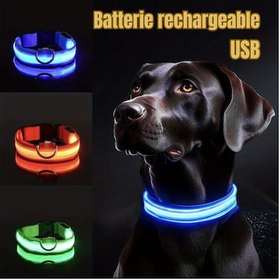 Collier Lumineux Chien LED - Pitou a Tout