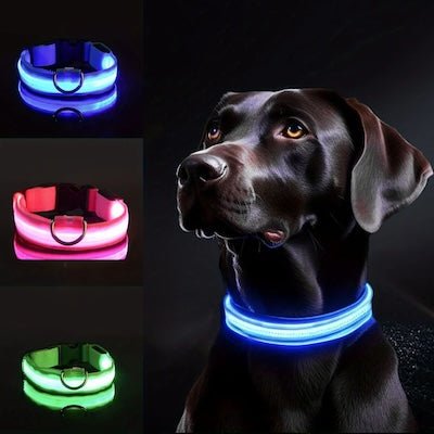 Collier Lumineux Chien LED - Pitou a Tout