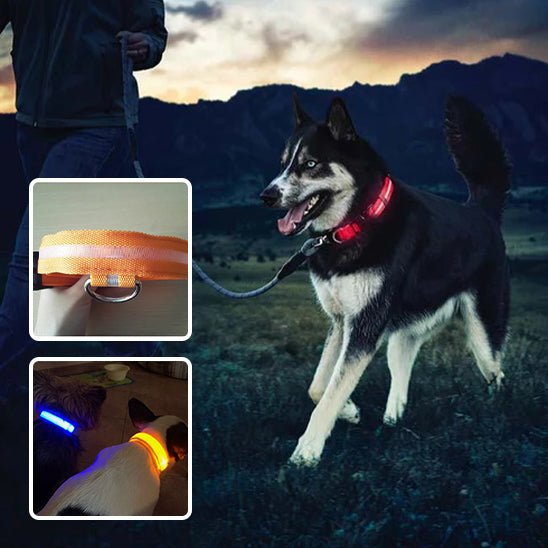 Collier Lumineux Chien LED - Pitou a Tout