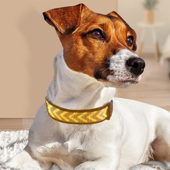 jack russell terrier coucher portant son nouveau collier lumineux pour chien jaune