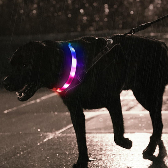 labrador noir en balade en soiree sous la pluie avec son collier lumineux pour chien