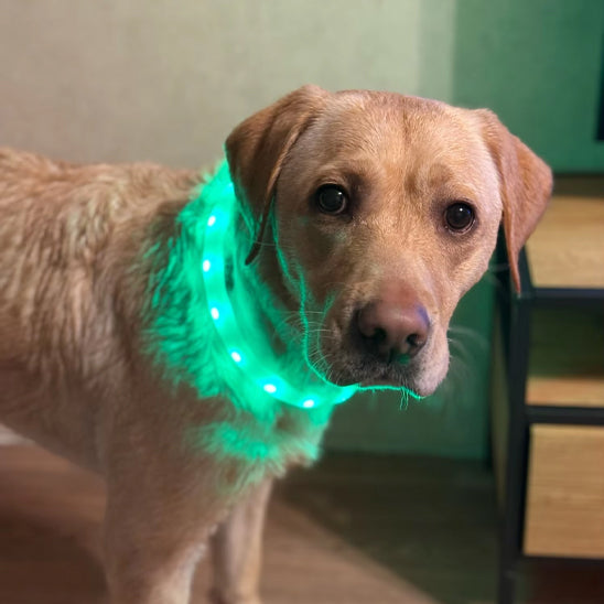 retriever en attente d aller faire une balade avec son collier lumineux pour chien