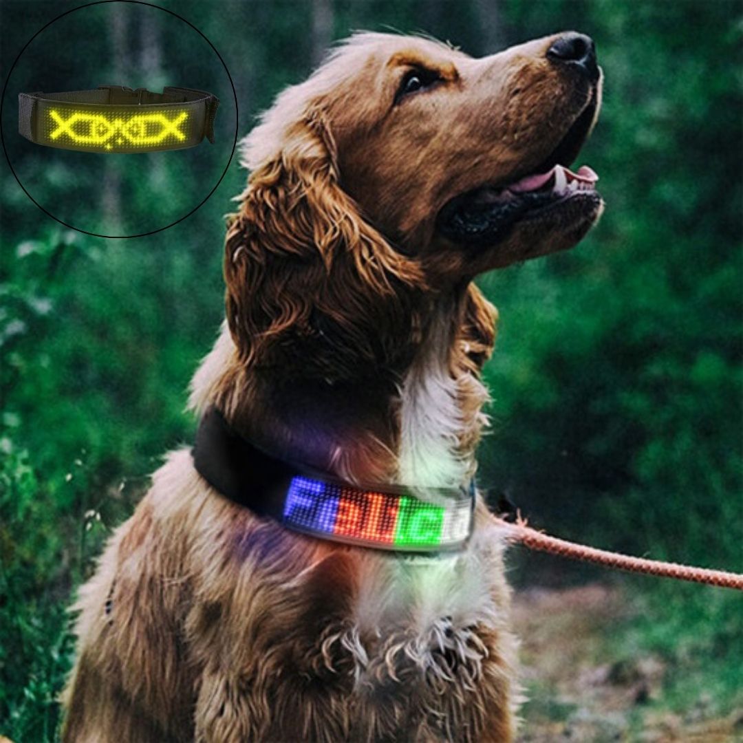 collier-lumineux-pour-chien-jaune