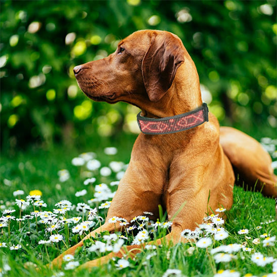braque hongrois a poil court dans le jardin avec son collier lumineux pour chien personnalise