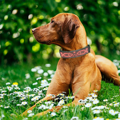 braque hongrois a poil court dans le jardin avec son collier lumineux pour chien personnalise