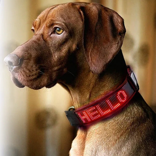 un braque de weimar attent son maitre portant son coller lumineux pour chien avec le message hello