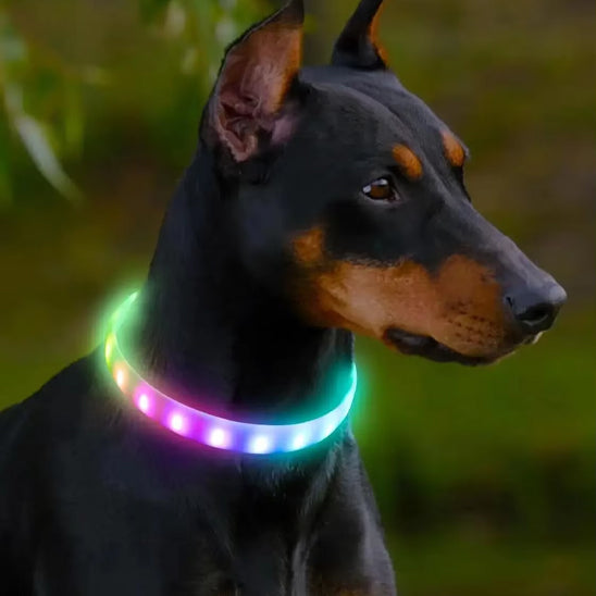 jeune dobermann portant son tout nouveau collier luminuex pour chien multicolore