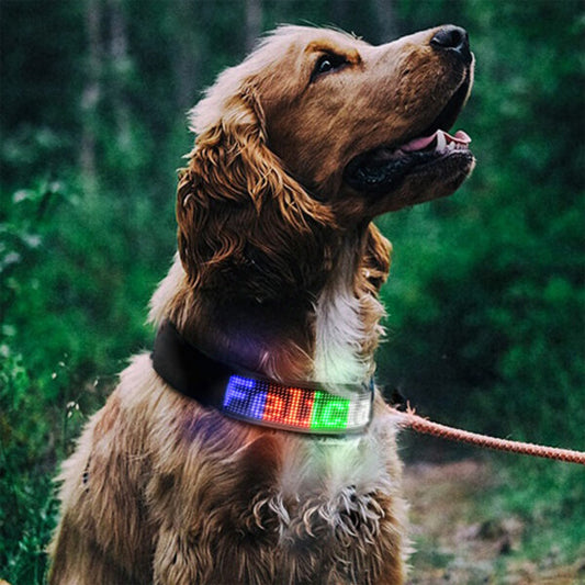 chien en randonnee en foret avec son collier lumineux pour chien personnalise