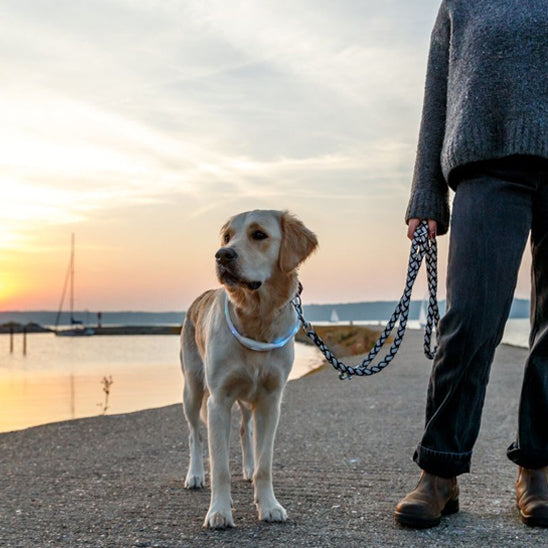 golden retreiver blond en balade avec son collier lumienux pour chien