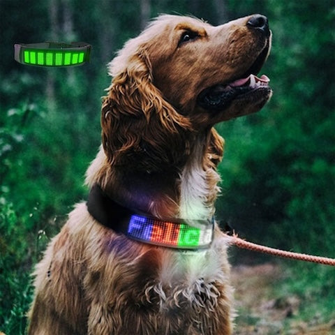 collier-lumineux-pour-chien-vert