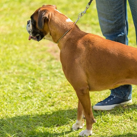 boxer ecoutant avec son collier pour chien de dressage