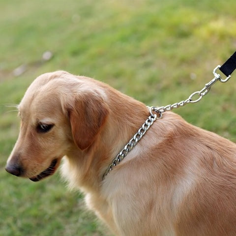 obeissace avec notre collier pour chien de dressage