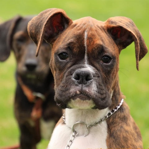 boxer portant son collier pour chien de dressage